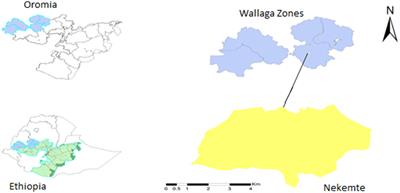 Whole-genome sequencing-based genetic diversity, transmission dynamics, and drug-resistant mutations in Mycobacterium tuberculosis isolated from extrapulmonary tuberculosis patients in western Ethiopia